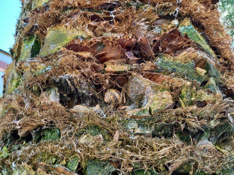 Budva, Schnecken nisten in Palmen